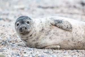 Lire la suite à propos de l’article La faune du Morbihan